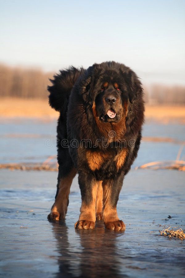 foto Mastín tibetano