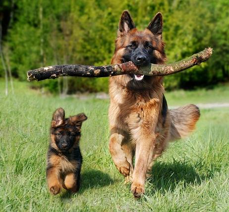 imagen perro cachorro y adulto pastor aleman 